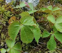 叶锦河(叶锦河简介)